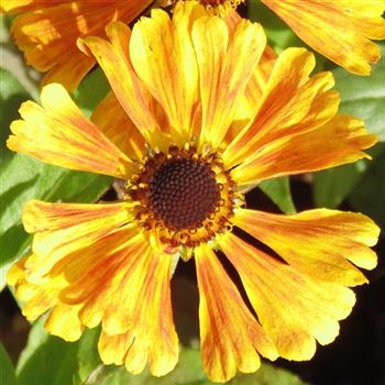 Helenium_Waltraud_WI_Q1.jpg