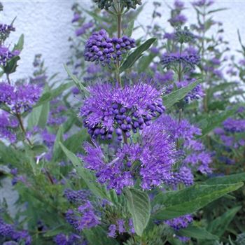 Caryopteris_clandonensis_Arthur_Simmonds_1999_4935.jpg