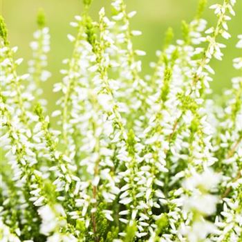 Calluna vulgaris Gardengirls® 'Sandy'