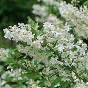 Deutzia_gracilis_3004_0166_b.jpg