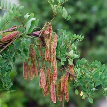 Robinia_pseudoacacia_Tortuosa_2007_5936.jpg