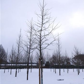GTSU_Sol_Baum_5xv_200-300x25-30x500-700_R-546_20_01_16_wr_41961.JPG