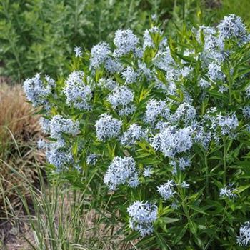 Amsonia_tabernaemontana_HRM_R2.jpg