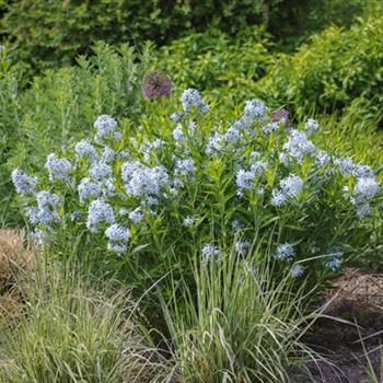 Amsonia_tabernaemontana_HRM_R3.jpg