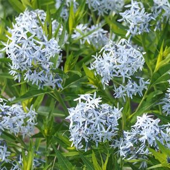 Amsonia_tabernaemontana_HRM_Q1.jpg