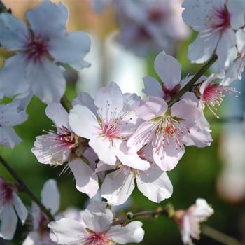 Prunus_dulcis_HRM_Q2.jpg