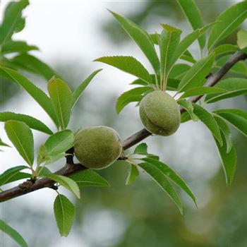 Prunus_dulcis_HRM_Q1.jpg