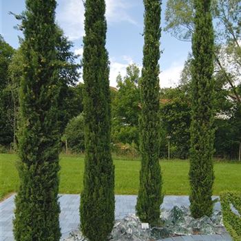 Cupressus_sempervirens_Stricta_2006_4958.jpg