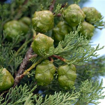 Cupressus_sempervirens_Stricta_2006_4966.jpg