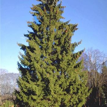 Picea_abies_1999_0168_b.jpg