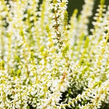 Calluna vulgaris Gardengirls® 'Sandy'