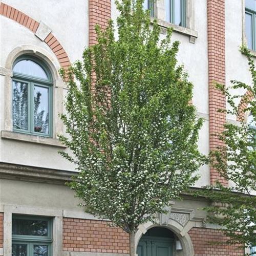 Crataegus monogyna 'Stricta'