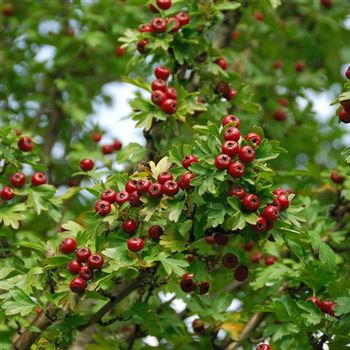 Crataegus_monogyna_Stricta_HRM_0787.jpg