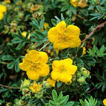 Potentilla_fruticosa_Goldstar_2001_2641_q.jpg