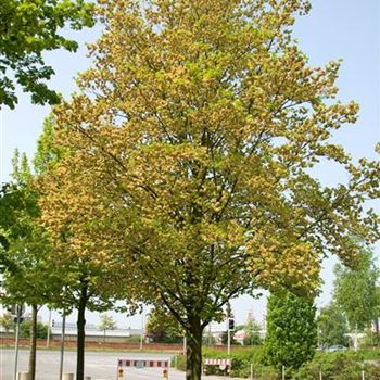 Ulmus_Dodoens_2009_2192_R2.jpg