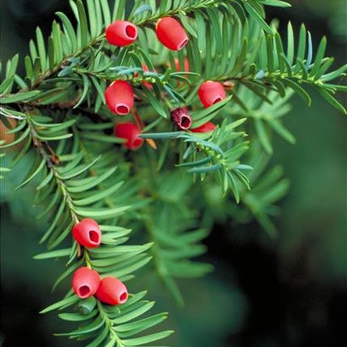 Taxus baccata