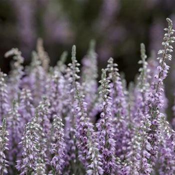 Calluna vulgaris 'Silver Knight'