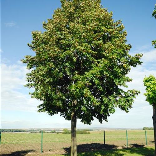 Tilia americana 'Nova'