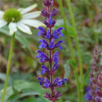 Salvia_nemorosa_Ostfriesland_WI_Q1.jpg