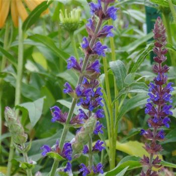 Salvia_nemorosa_Ostfriesland_WI_Q2.jpg