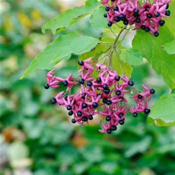 Clerodendrum_trichotomum_var_fargesii_2006_7495_q.jpg