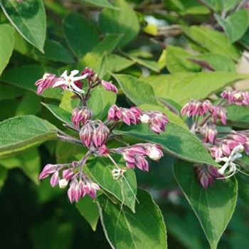 Clerodendrum_trichotomum_var_fargesii_2009-6101.jpg