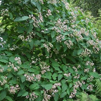 Clerodendrum_trichotomum_var_fargesii_2005-3496.jpg