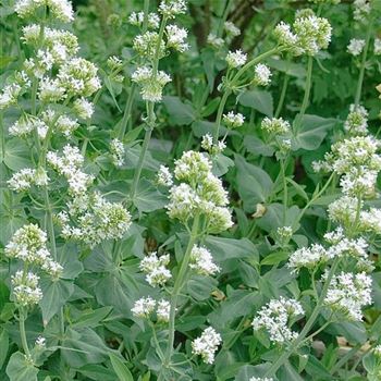 Centranthus_ruber_Albus_HRM_Q2.jpg