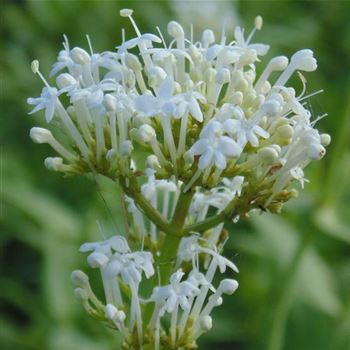 Centranthus_ruber_Albus_WI_Q1.jpg