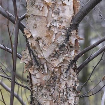 Betula_nigra_2008_0524.jpg