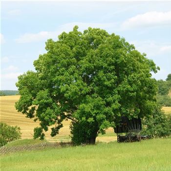 Fraxinus_excelsior_2008_7343_q.jpg