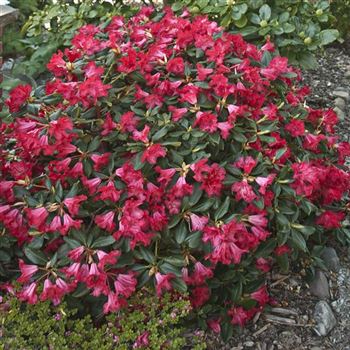 Rhododendron_repens_Baden_Baden_2007_0680_Q.jpg