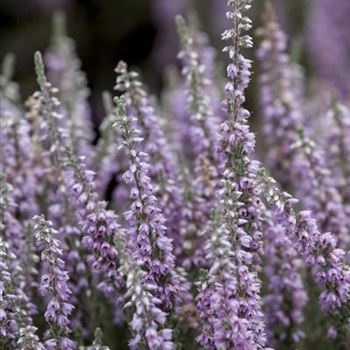 Calluna vulgaris 'Silver Knight'