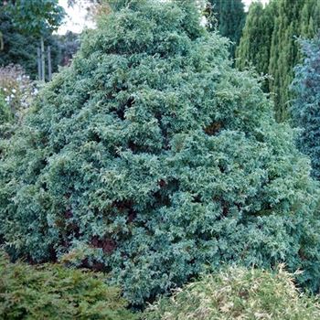 Chamaecyparis_pisifera_Squarrosa_2008_8867.jpg