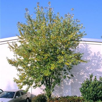 Acer_saccharinum_2000_3242.jpg