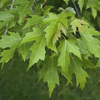 Acer_saccharinum_2008_6180.jpg