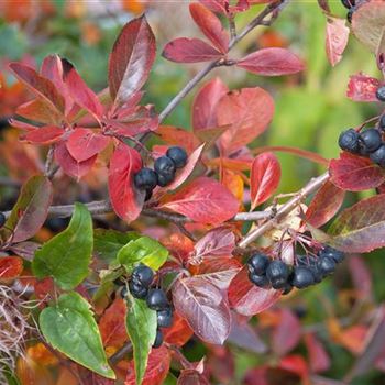 Aronia_melanocarpa_2008_8405.jpg