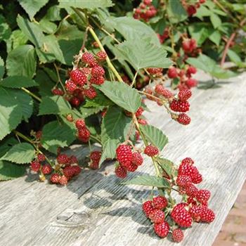 Rubus_fruticosus_3.JPG