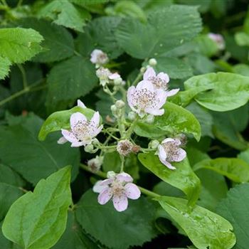 Rubus_fruticosus_2007_1095.jpg