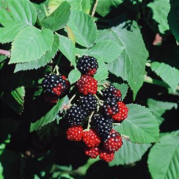 Rubus_fruticosus_2002_1015.jpg