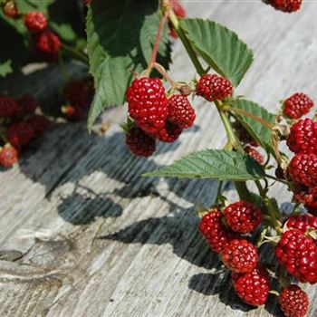 Rubus_fruticosus_2.JPG