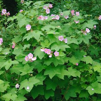 Rubus_odoratus_2008_3750.jpg