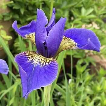 Iris_sibirica_My_Love_ODQ0NjY2M1o.jpg