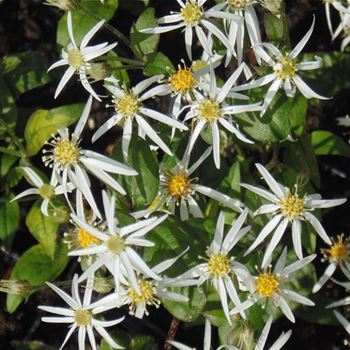 Aster_divaricatus_WI_Q2.jpg