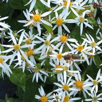 Aster_divaricatus_WI_Q1.jpg