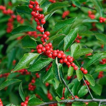 Ilex_verticillata_2007_8725.jpg