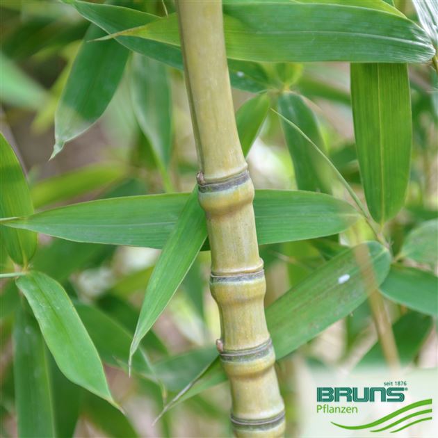 baumschule bambus Heiliger Bambus 'Gulf Stream' / Nandina domestica 'Gulf Stream' online  kaufen