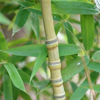 Phyllostachys_aurea_2012_9337_Q.jpg