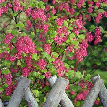 Ribes_sanguineum_King_Edward_VII_2008_0807_x.jpg