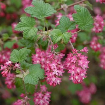 Ribes_sanguineum_King_Edward_VII_2006_0591.jpg